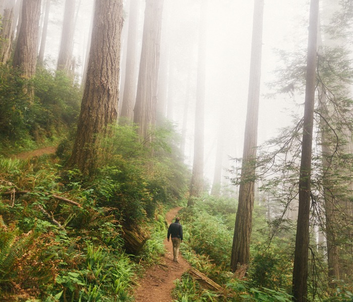 A photo image of a person on a hiking path in the woods with some fog overhead.