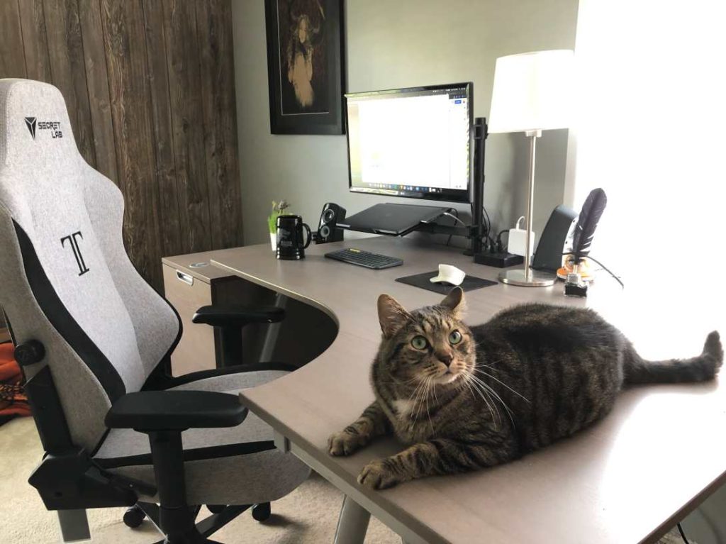 A photograph of a neat work space with an ergonomic chair, adjustable desk with a cute cat sitting atop, used as a complementing image for a blog post about enhancing your work space.