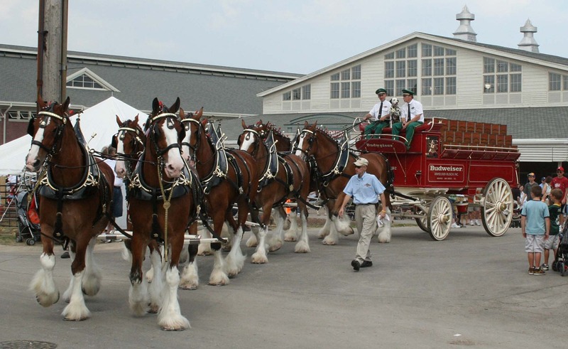A photograph of eight clydesdale horses pulling a red Budweiser carriage.