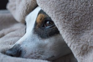 A photo of a jack russell terrier peering out from beneath a blanket.