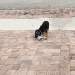 This is a GIF image of a puppy picking up a rolled newspaper from the driveway and running with it in its mouth.