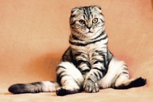 This is a photograph of a cute gray and black striped cat sitting like a human against an orange wall.