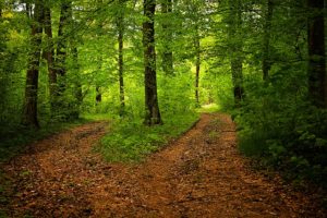 This is a nature photo of a wooded area with two paths diverging.