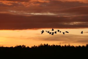 This is an outdoor photo of a sunset with birds flying in migration in the foreground.