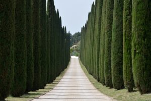 This is an outdoor photograph of a wide, accessible pathway lined with cypress trees.