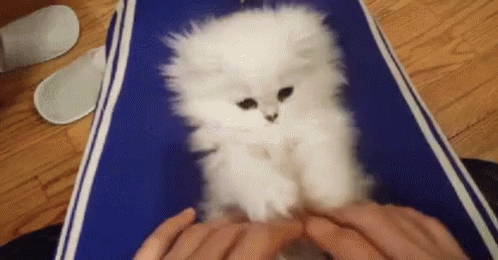 This is a GIF video image of a white kitten throwing its paws in the air with the words, "Copy cat!" appearing.