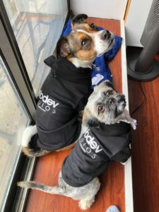 This is a photo of Jodie Fiorenza's two dogs. They are both wearing WebDevStudios hoodies.