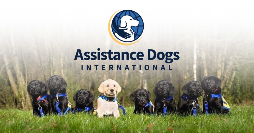 This is an image from Assistance Dogs International. It is a photo of a group of puppies all wearing blue Assistance Dogs collars with the Assistance Dogs International logo at the top of the image.