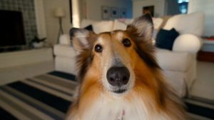 This is a photo of a collie dog looking into the camera with a confused look on its face.
