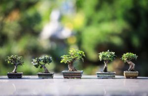 This is a photo of five small bonsai tree plants.