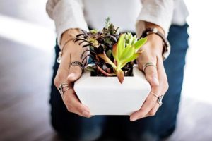 This is a photo of a pair of hands extended out while holding a small grouping of succulents in a white pot.